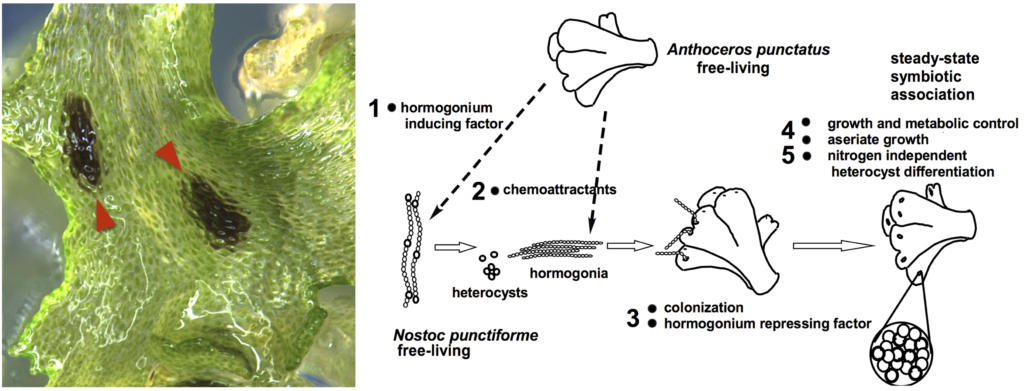 Plant Evolution Lab – Boyce Thompson Institute